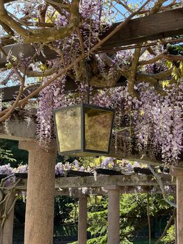 Lantern on a pergola with columns entwined with lilac wisteria. High quality photo