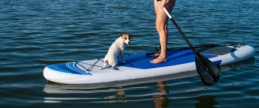 Dog jack russell terrier swims on the board with the owner. A woman and her pet spend time together at the lake.