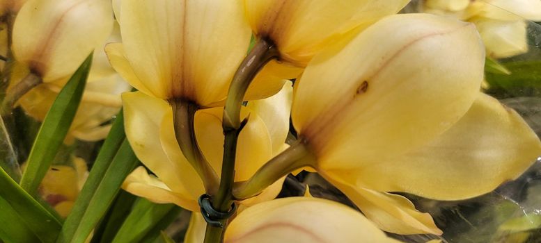 natural flowers with vibrant colors, planted in vases