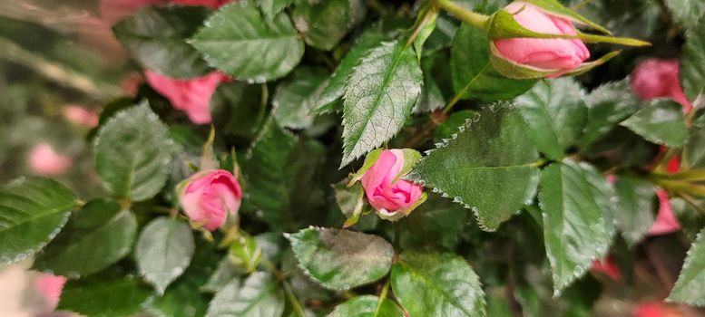 natural flowers with vibrant colors, planted in vases