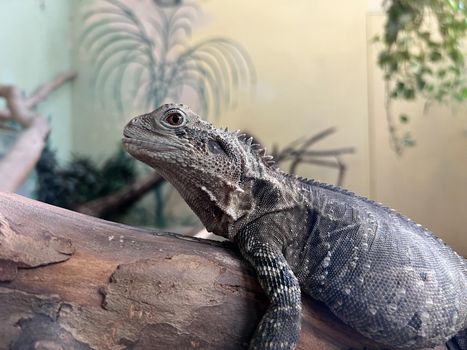 Large gray varan sits on a branch. Side view. High quality photo