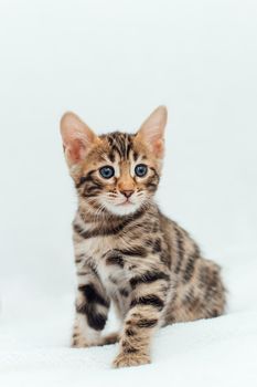 Cute bengal one month old kitten sitting on the white fury blanket close-up.