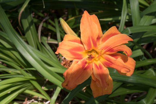 Hemerocallis Fulva, Xanthorrhoeaea flower close-up, orange flower