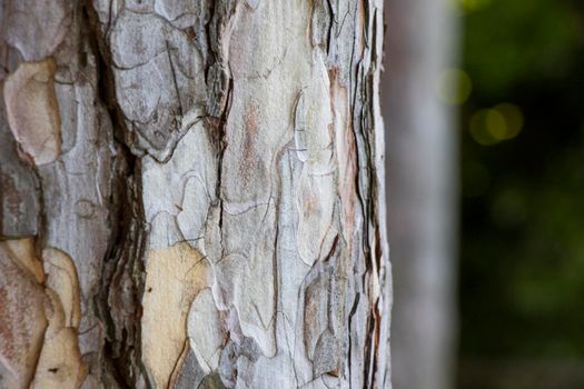 Tree bark and body background, close-up and macro of wooden material, beautiful tree background