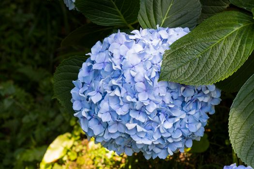 Hydrangea blue flower close-up in Batumi