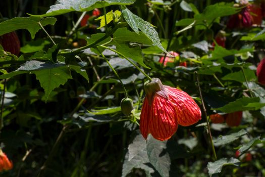 Abutilon striatum flower, red flower, malvaceae plant