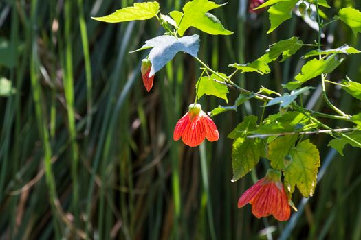 Abutilon striatum flower, red flower, malvaceae plant