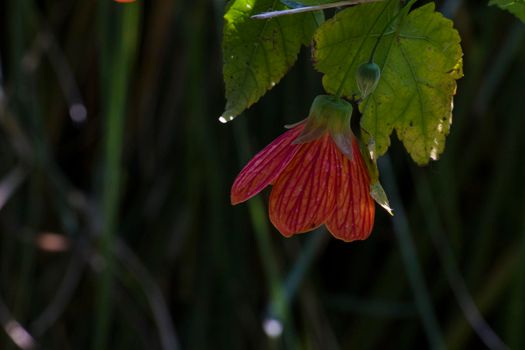 Abutilon striatum flower, red flower, malvaceae plant