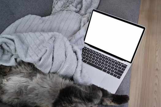 Mock up computer laptop and cute cat on comfortable sofa.