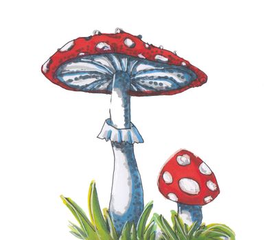 Hand drawn illustration Amanita on white background. Inedible mushrooms. Pen markers drawing.