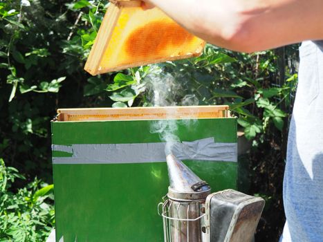 Beekeeper working with bees and beehives on the apiary. Beekeeping concept. Beekeeper harvesting honey Beekeeper on apiary.