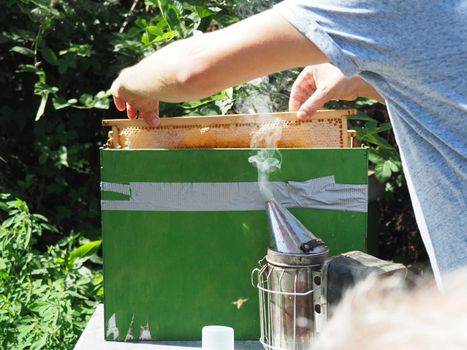 Beekeeper working with bees and beehives on the apiary. Beekeeping concept. Beekeeper harvesting honey Beekeeper on apiary.