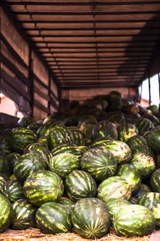 many sweet ripe watermelons on the market. High quality photo