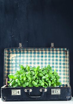 fresh and green basil growing in the retro suitcase