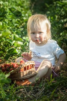 baby on eating strawberrry on field with basket of fresh picked fruits