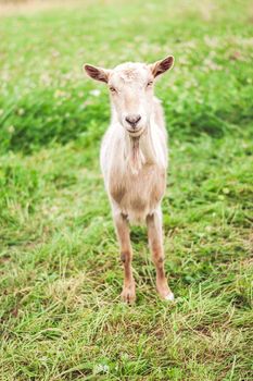 goat grazing in nature. organic farming. High quality photo