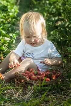 baby on eating strawberrry on field with basket of fresh picked fruits