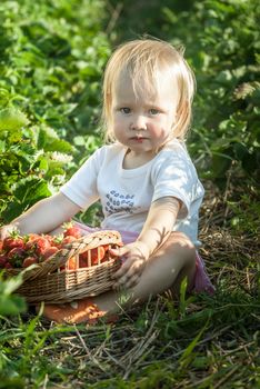 baby on eating strawberrry on field with basket of fresh picked fruits