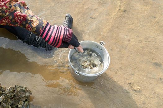 Ko Phangan, Thailand, March 15, 2022: woman putting clams in a pot while searching clams to survive