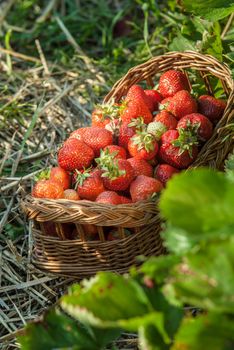 strawberrry field with basket of fresh picked fruits