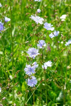 Flowering blue common chicory on green meadow in summertime