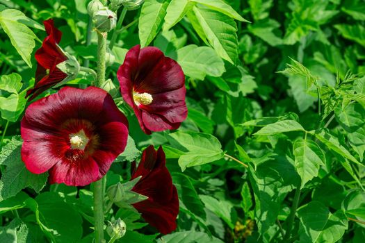 Flowering dark red hollyhock among green leaves in summer time with copy space