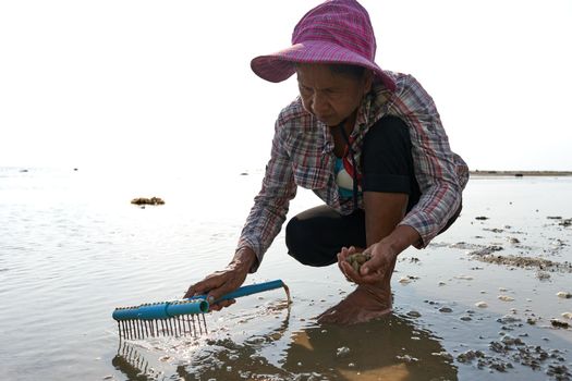 Ko Phangan, Thailand, March 15, 2022: aged woman seek clams on the sea to suevive