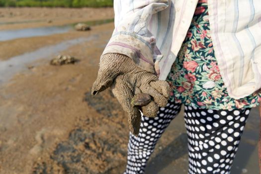 Ko Phangan, Thailand, March 15, 2022: woman with muddy gloves showing a clam collected on the beach