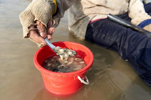 Ko Phangan, Thailand, March 15, 2022: muddy hand holding collected alive clams on the beach