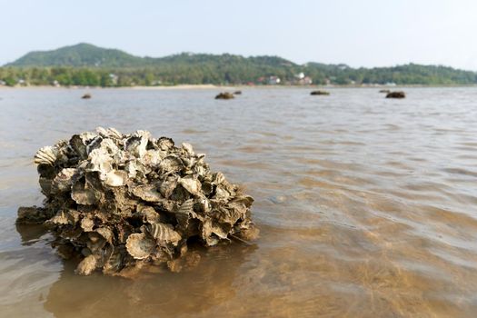 Ko Phangan, Thailand, March 15, 2022: rock with fossilised clam flakes on the sea