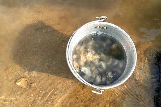 Ko Phangan, Thailand, March 15, 2022: container with clams being collected on the sea