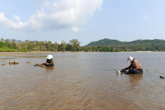 Ko Phangan, Thailand, March 15, 2022: two old woman collecting clams on the sea to survive