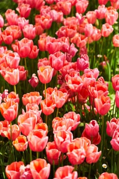 Red beautiful tulips field in spring time with sun rays. High quality photo