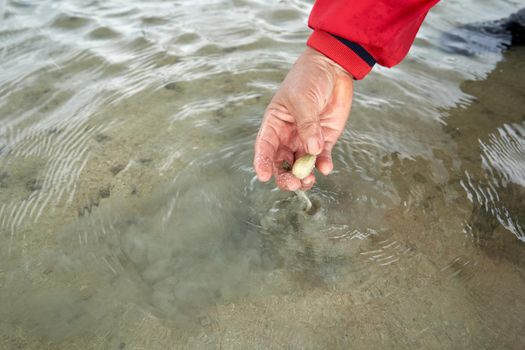 Ko Phangan, Thailand, March 15, 2022: person collecting alive clams from the sand to survive