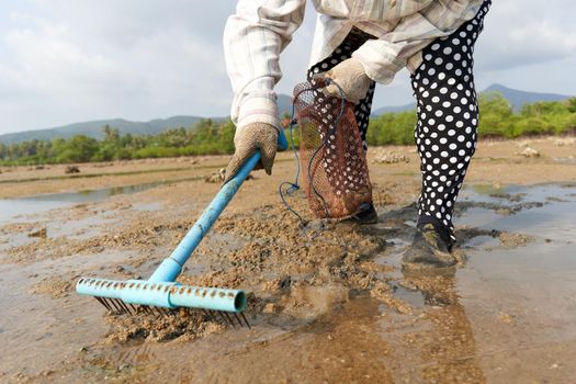 Ko Phangan, Thailand, March 15, 2022: person using a rake to collect clams on the beach