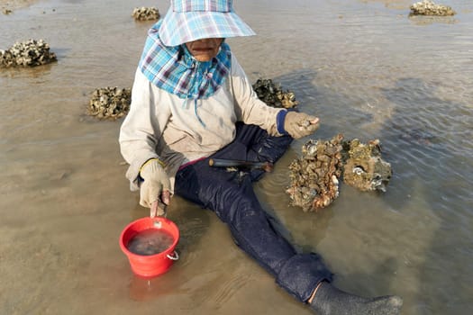 Ko Phangan, Thailand, March 15, 2022: old woman collecting alive clams to survive