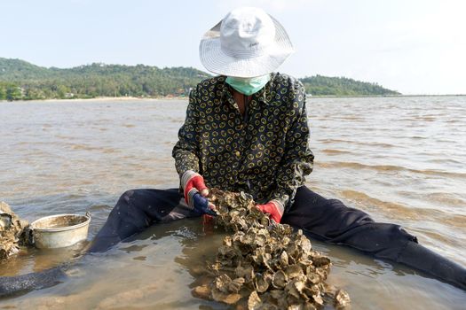 Ko Phangan, Thailand, March 15, 2022: aged woman with a mask collecting clams on the sea