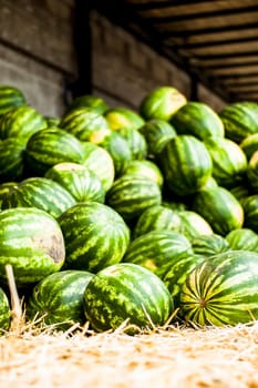 many sweet ripe watermelons on the market. High quality photo