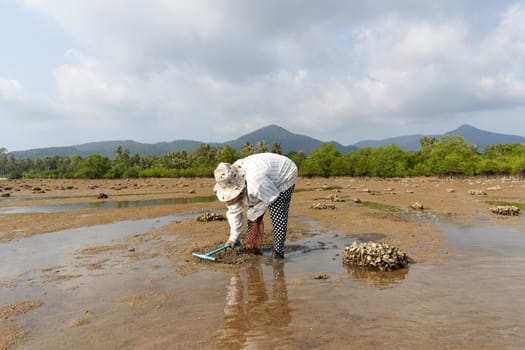 Ko Phangan, Thailand, March 15, 2022: woman using a rake to dig in the sand and collect clams