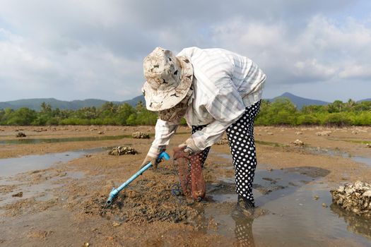 Ko Phangan, Thailand, March 15, 2022: old woman searching clams in the sand with a rake