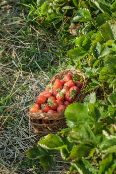 strawberrry field with basket of fresh picked fruits