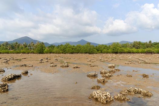 Ko Phangan, Thailand, March 15, 2022: rock formations with fossilised clam flakes