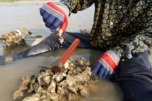 Ko Phangan, Thailand, March 15, 2022: gloved hand using a tool to collect clams on the sea