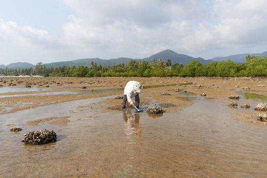 Ko Phangan, Thailand, March 15, 2022: aged woman digging on the sand to collect clams