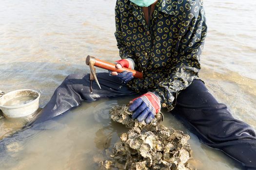 Ko Phangan, Thailand, March 15, 2022: cropped photo of a woman using tool to grab clams from the sea