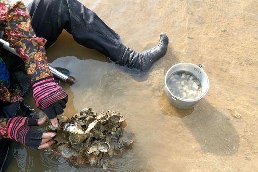 Ko Phangan, Thailand, March 15, 2022: top view of a person collecting clams from the sea to survive