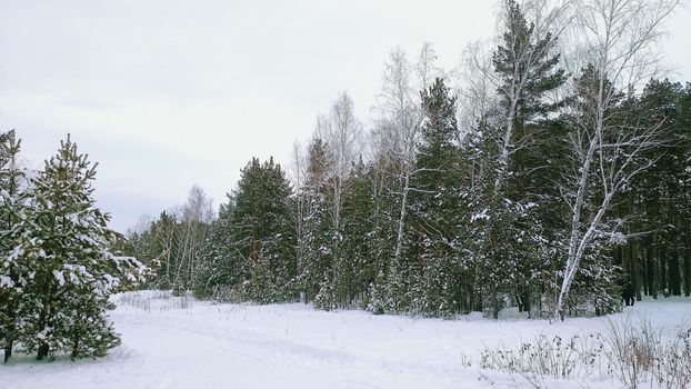 Clearing in the winter coniferous forest