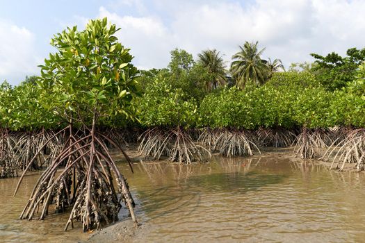 Ko Phangan, Thailand, March 15, 2022: tropical plants sticking from the ocean water