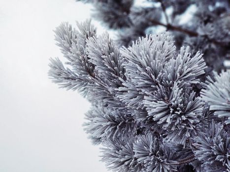 Spruce branches in hoarfrost in very cold weather