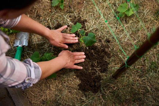 Top view. Details: Hands of a farmer amateur planting seedlings in the open ground. Cultivation of organic vegetables in eco farm. Growing ecologically friendly vegan food. Agronomy, gardening concept